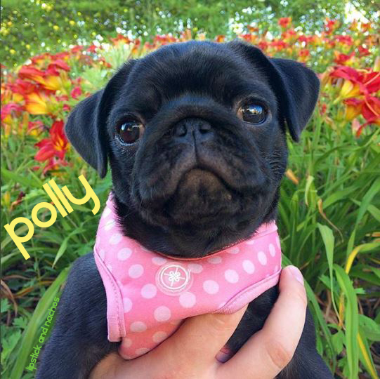 Polly pug flowers lipstickandnachos