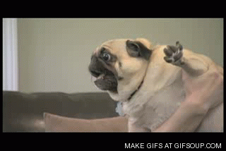Angry pug gif