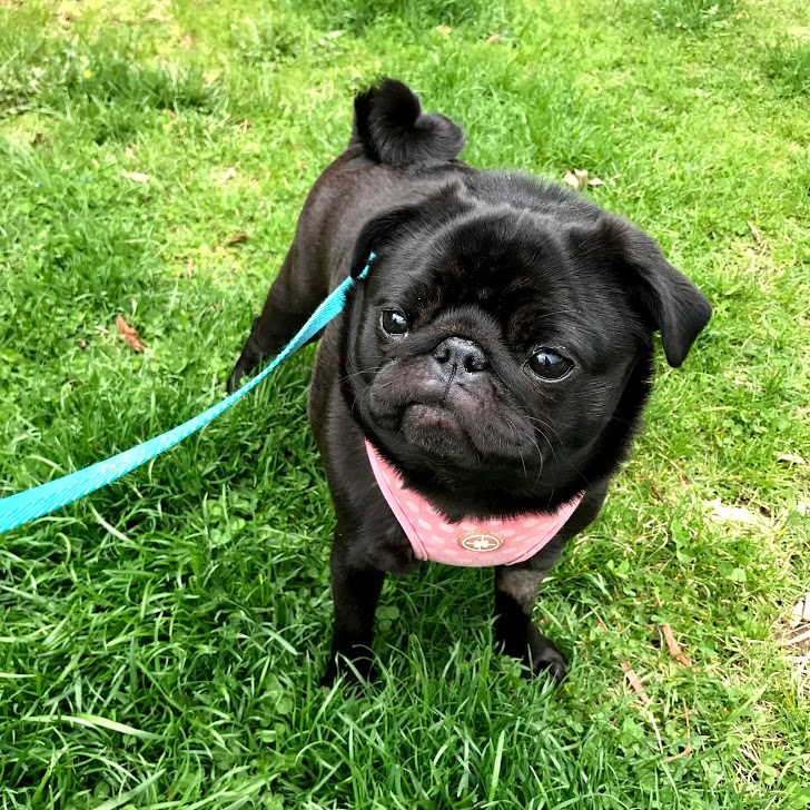 April 2019 Boxycharm lipstickandnachos Polly pug puppy 5